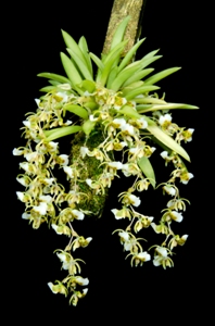 Chytroglossa paulensis Windflower CCM/AOS 81 pts.